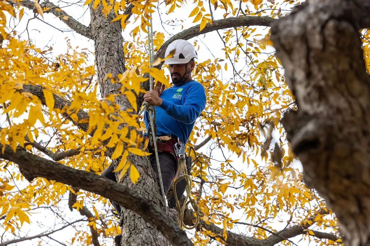 Skilled Emergency Tree Service crew working in Warrens