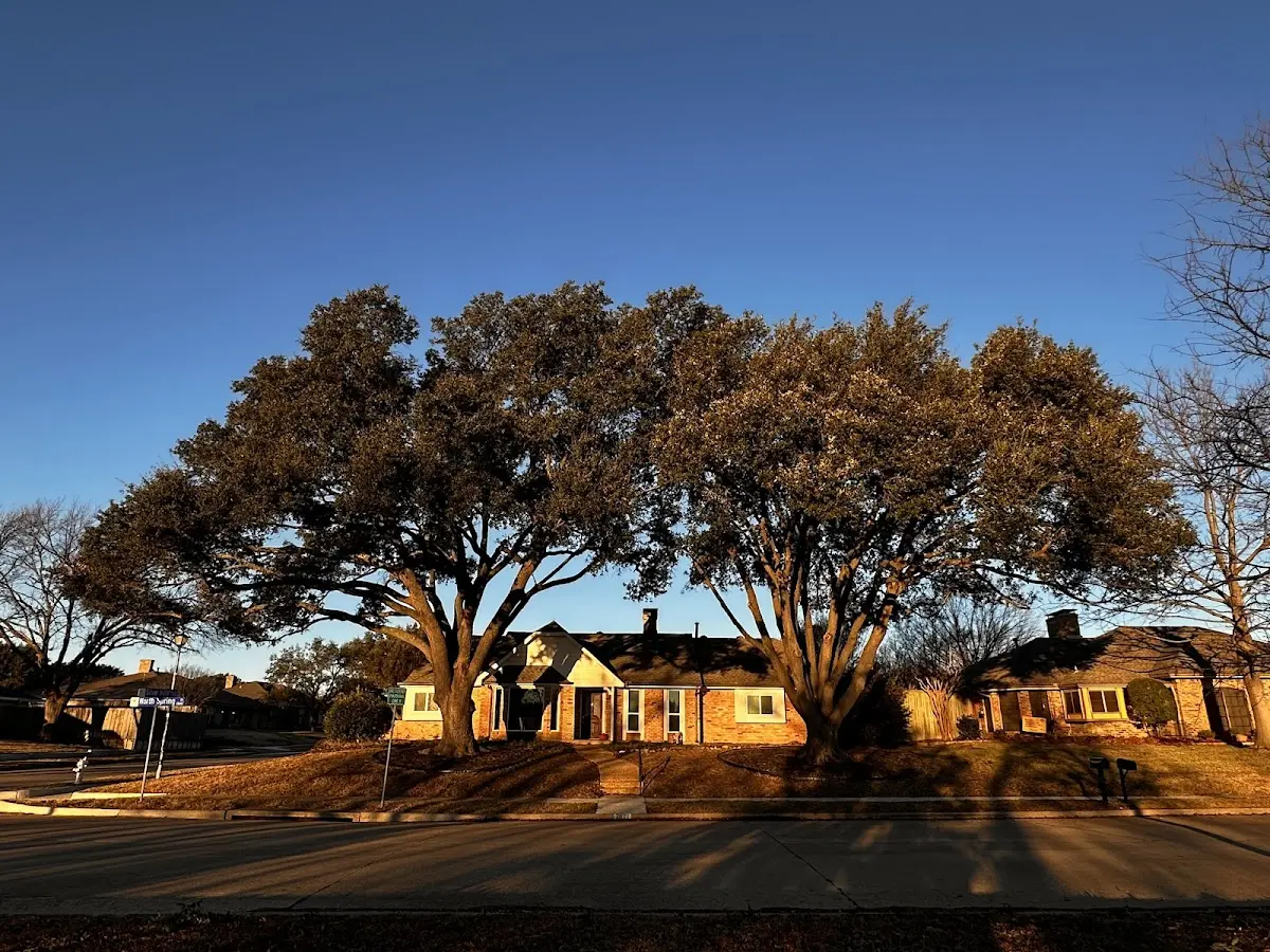 Established residential canopy tree shading a home in Warrens
